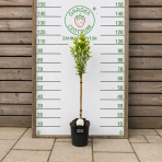 Ibištek sýrsky (Hibiscus syriacus) ´Gandini van Aart´®- výška 120-130 cm, kont. C5L - NA KMIENKU